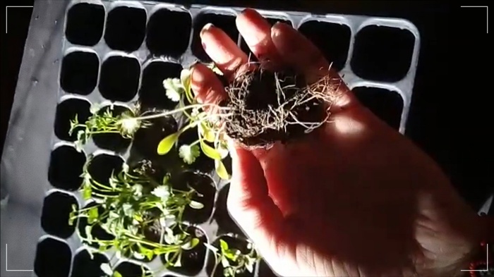 HOW TO GERMINATE SEEDS
